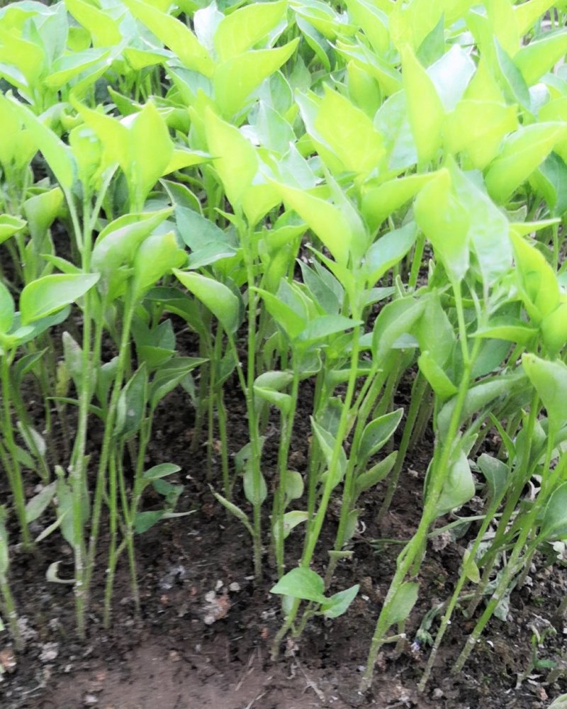 三英朝天椒苗，10公分左右，根大，苗壮，高辣改良杂交种苗