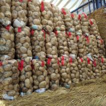 绥中土豆，早大白，中暑，荷兰，尤金，大批量上市欢迎订购。