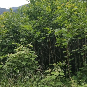 紫玉兰地二栽苗
