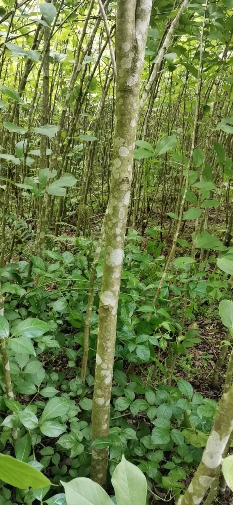 紫玉兰地二栽苗