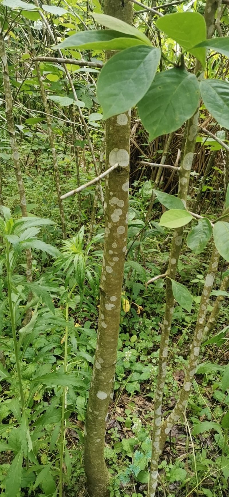 紫玉兰地二栽苗