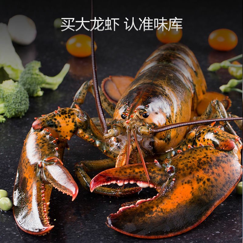 【鲜活速冻】波士顿龙虾红龙虾特大岩龙海鲜加拿大鲜活冻虾