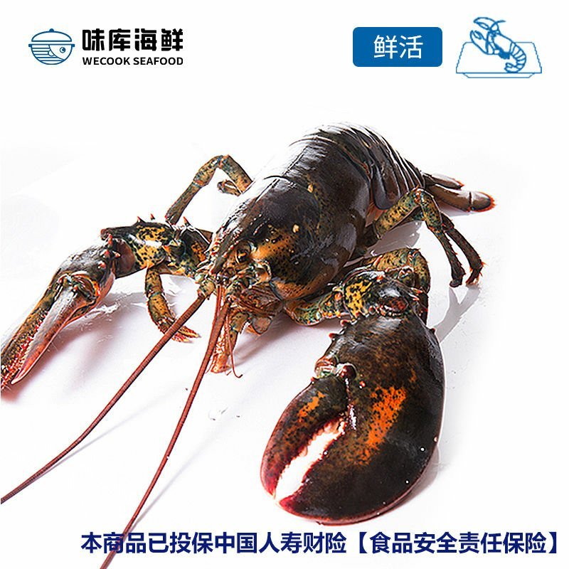 【鲜活速冻】波士顿龙虾红龙虾特大岩龙海鲜加拿大鲜活冻虾