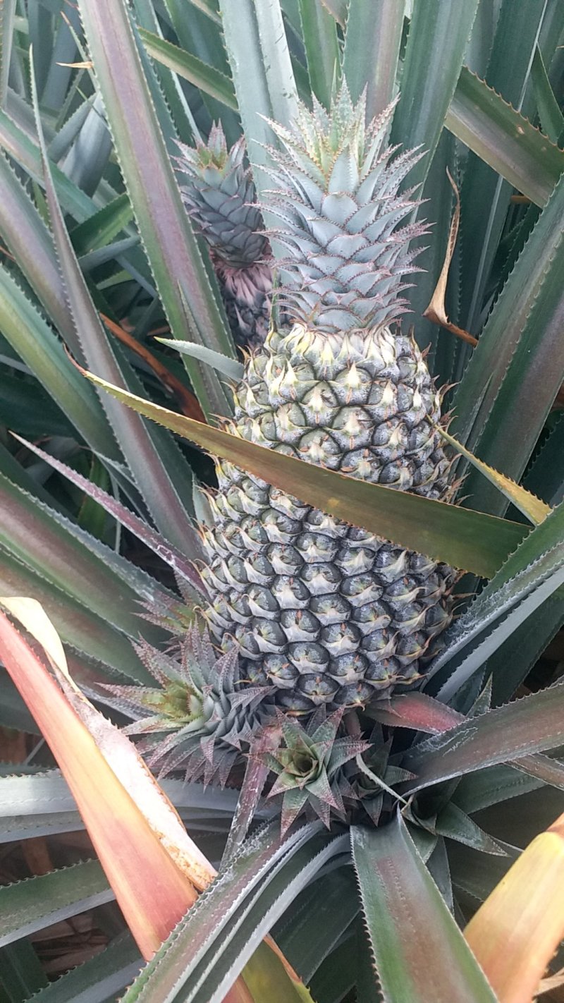 海南小凤梨产地代办，直发