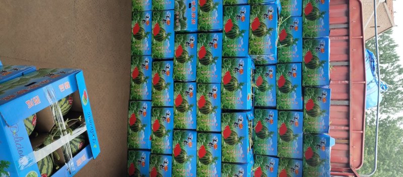 【精品】美都西瓜大量上市8成半以上，精品包装质量保证