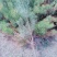 樟子松杯苗。80一140公分，18X18杯苗