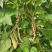 四季豆紫花四季豆15~20厘米，基地出货