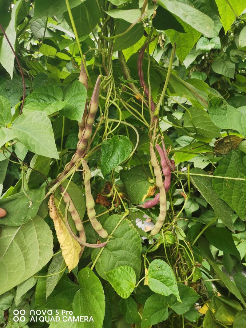 四季豆紫花四季豆15~20厘米，基地出货