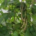 四季豆紫花四季豆15~20厘米，基地出货