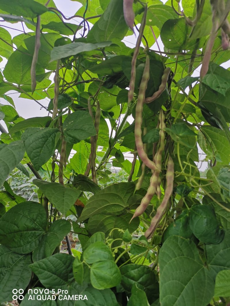 四季豆紫花四季豆15~20厘米，基地出货