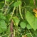 四季豆紫花四季豆15~20厘米，基地出货