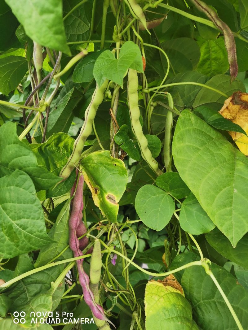 四季豆紫花四季豆15~20厘米，基地出货