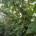 四季豆紫花四季豆15~20厘米，基地出货
