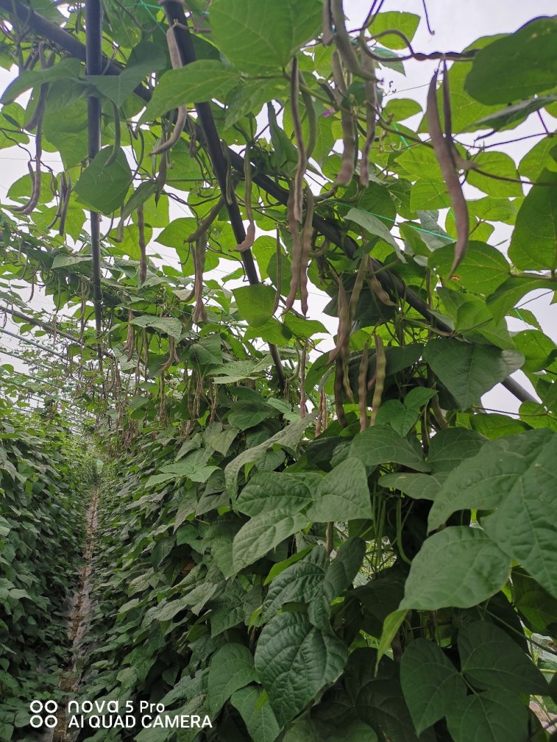 四季豆紫花四季豆15~20厘米，基地出货