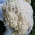 松花菜，大量供货，青梗花菜，菜花，松花菜，