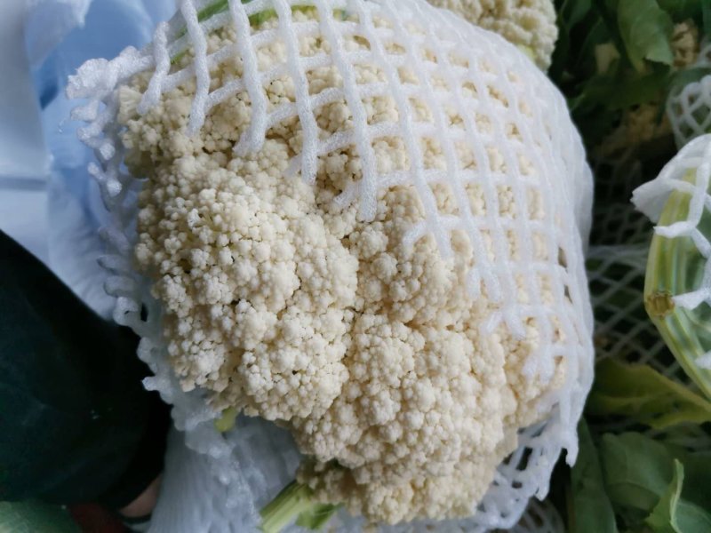 松花菜，大量供货，青梗花菜，菜花，松花菜，
