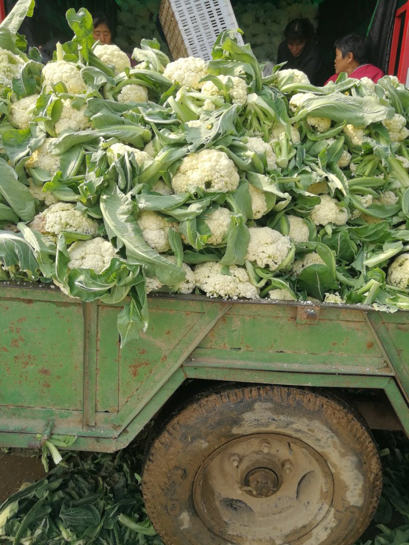 松花菜，大量供货，青梗花菜，菜花，松花菜，