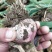 紫皮大蒜大量上市质量好价格低并有专业团队为你服务