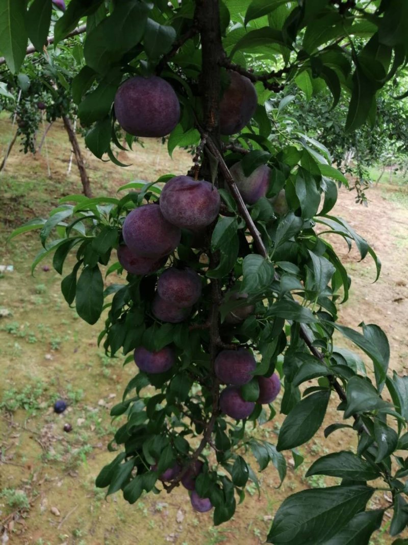 黑布李系列，宝石，总统，红布李