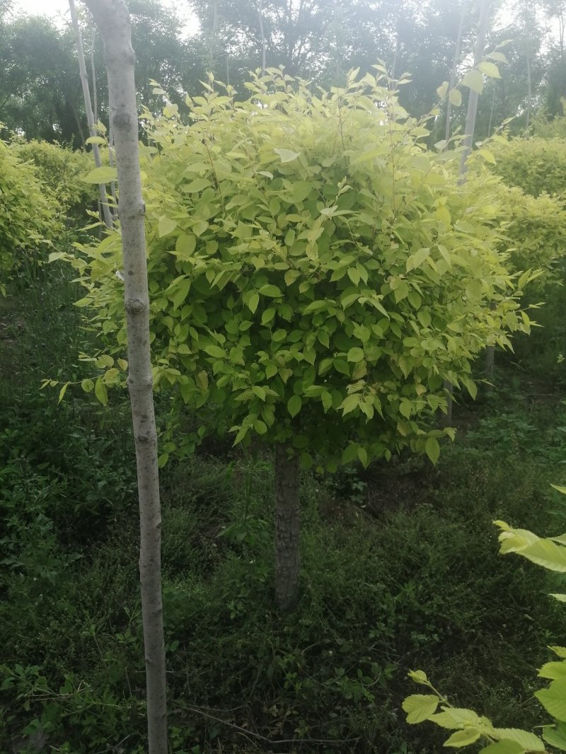 金叶榆球矮杆金叶榆球可以看货产地直销