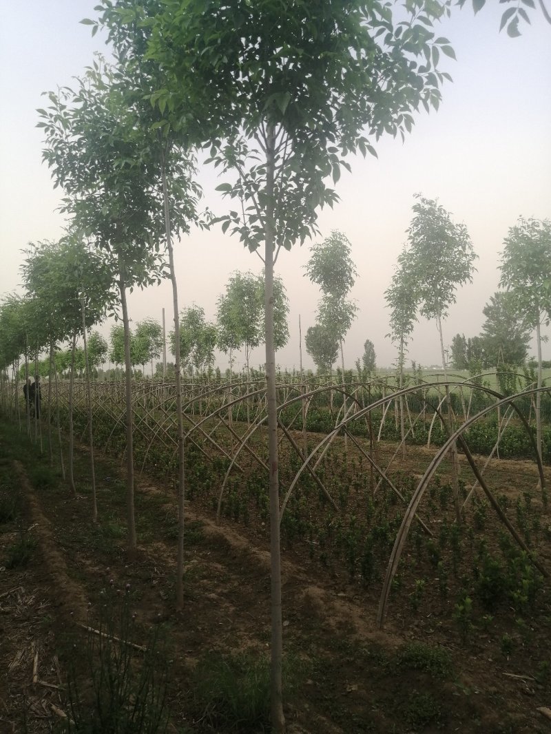速生白蜡白蜡树金叶白蜡产地大量可以看货