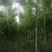 速生白蜡白蜡树金叶白蜡产地大量可以看货