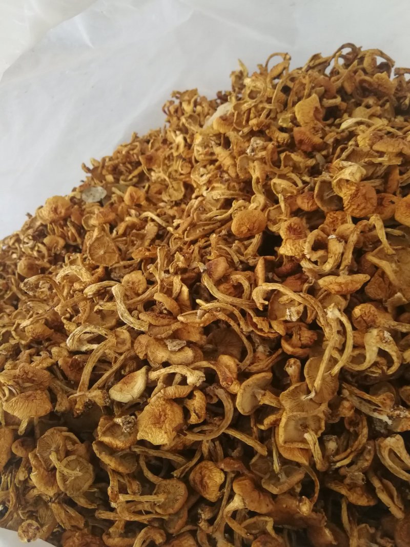 滑子菇