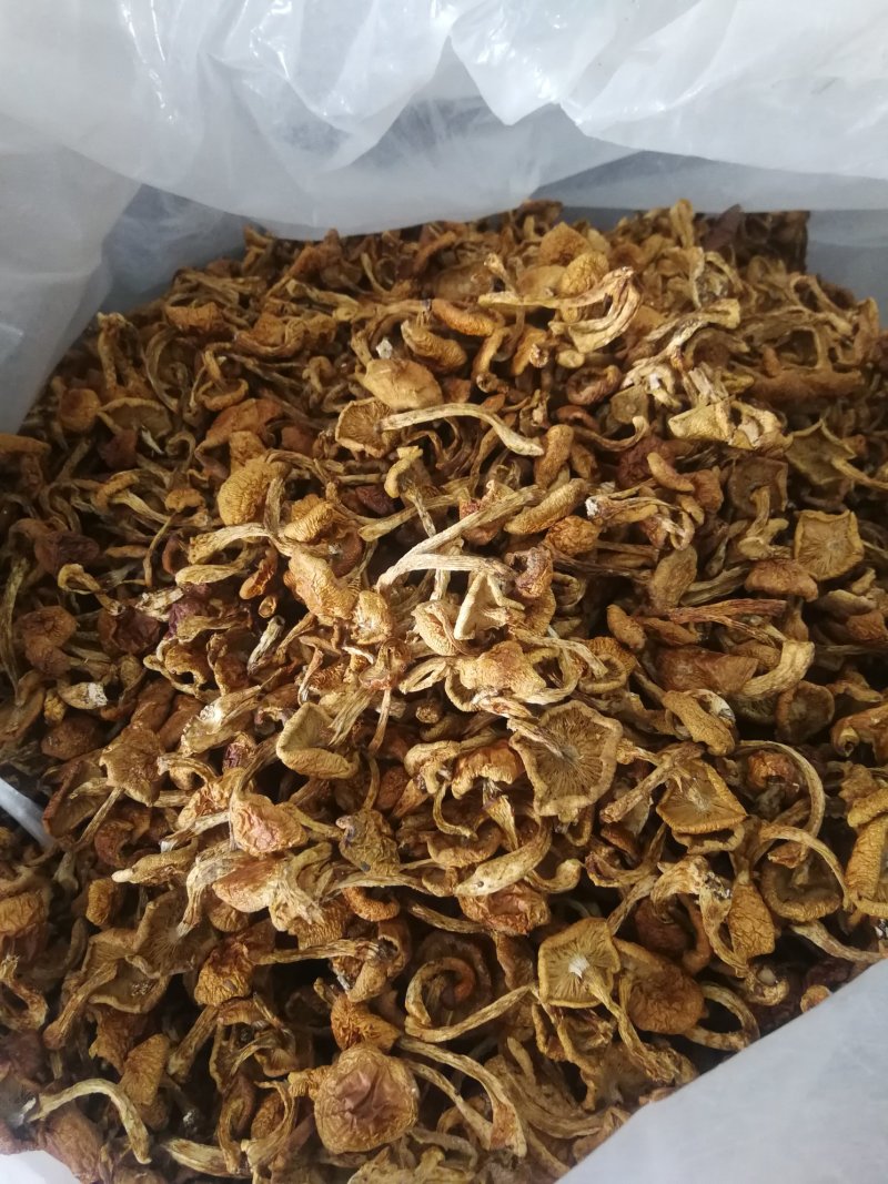 滑子菇