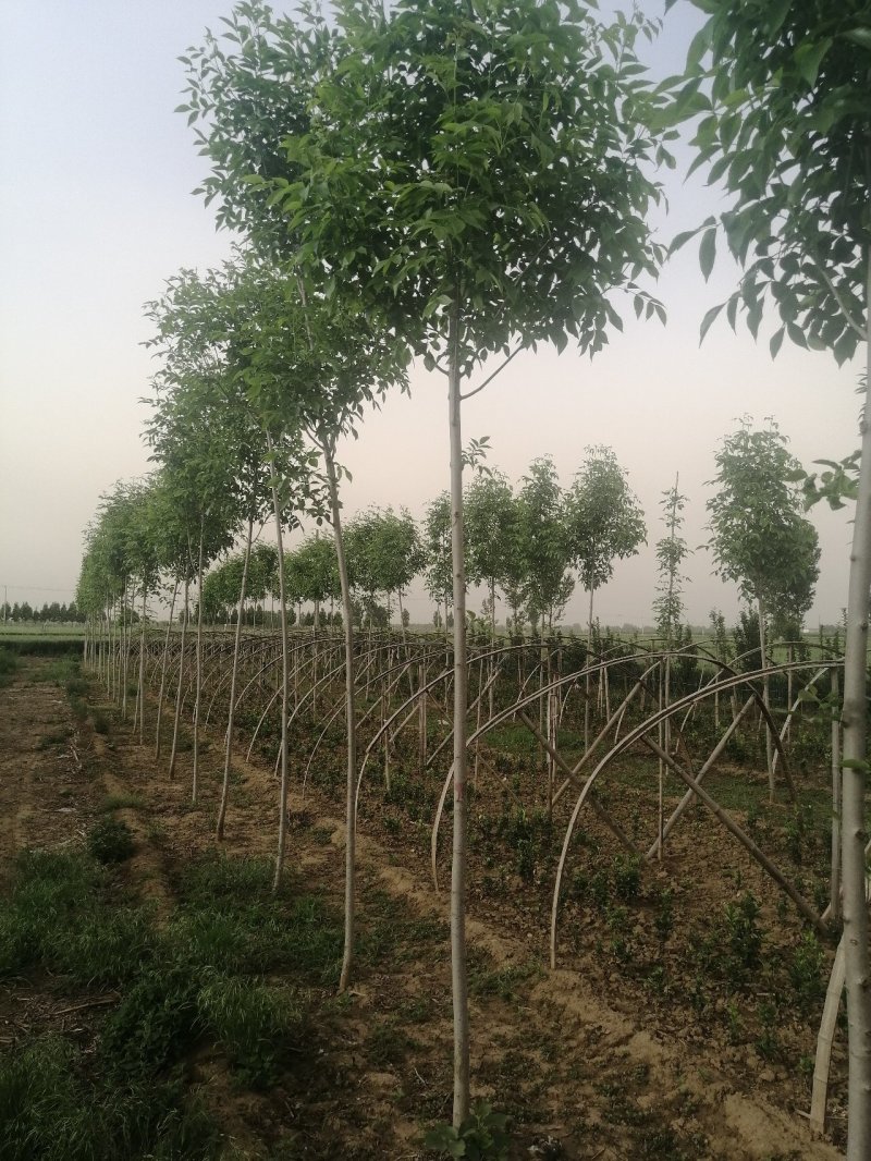大叶白蜡速生白蜡3---15公分产地大量供应可看货