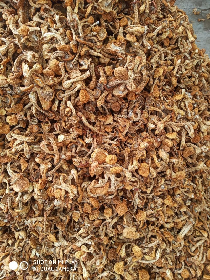 滑子菇美味可口好吃不贵