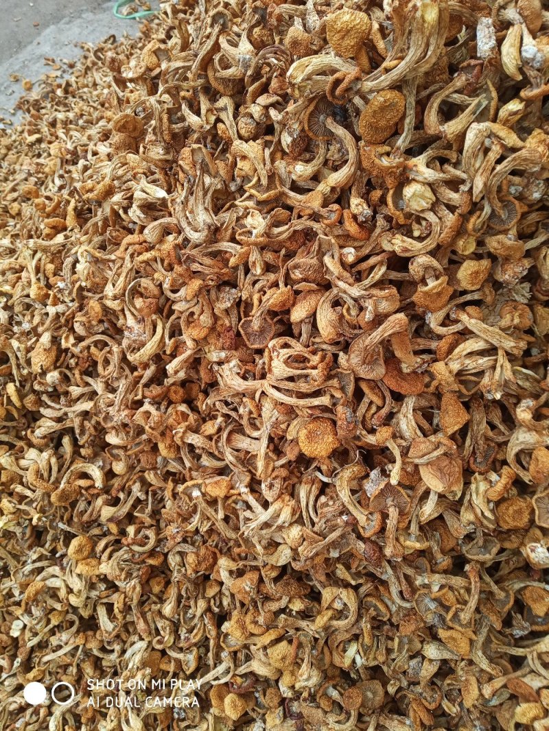 滑子菇美味可口好吃不贵
