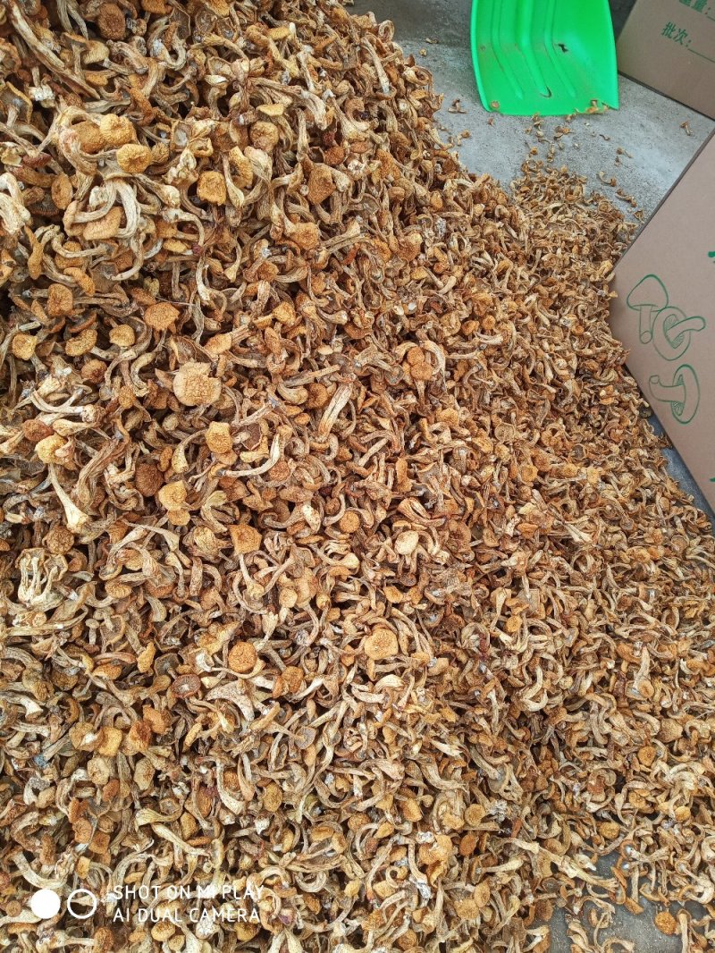 滑子菇美味可口好吃不贵