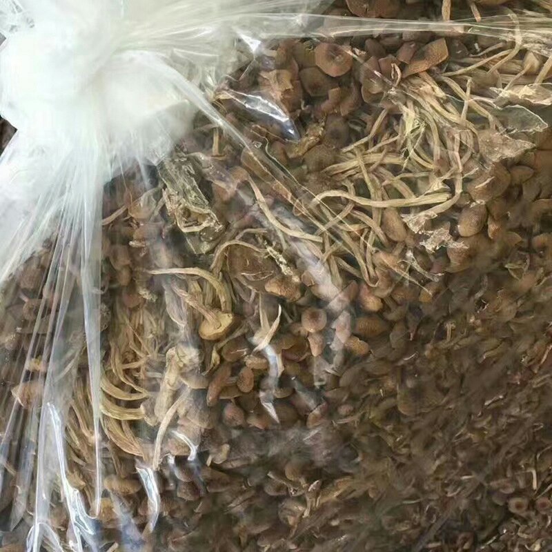 古田茶树菇干货新货无硫蘑菇农家不开伞茶树菇500g