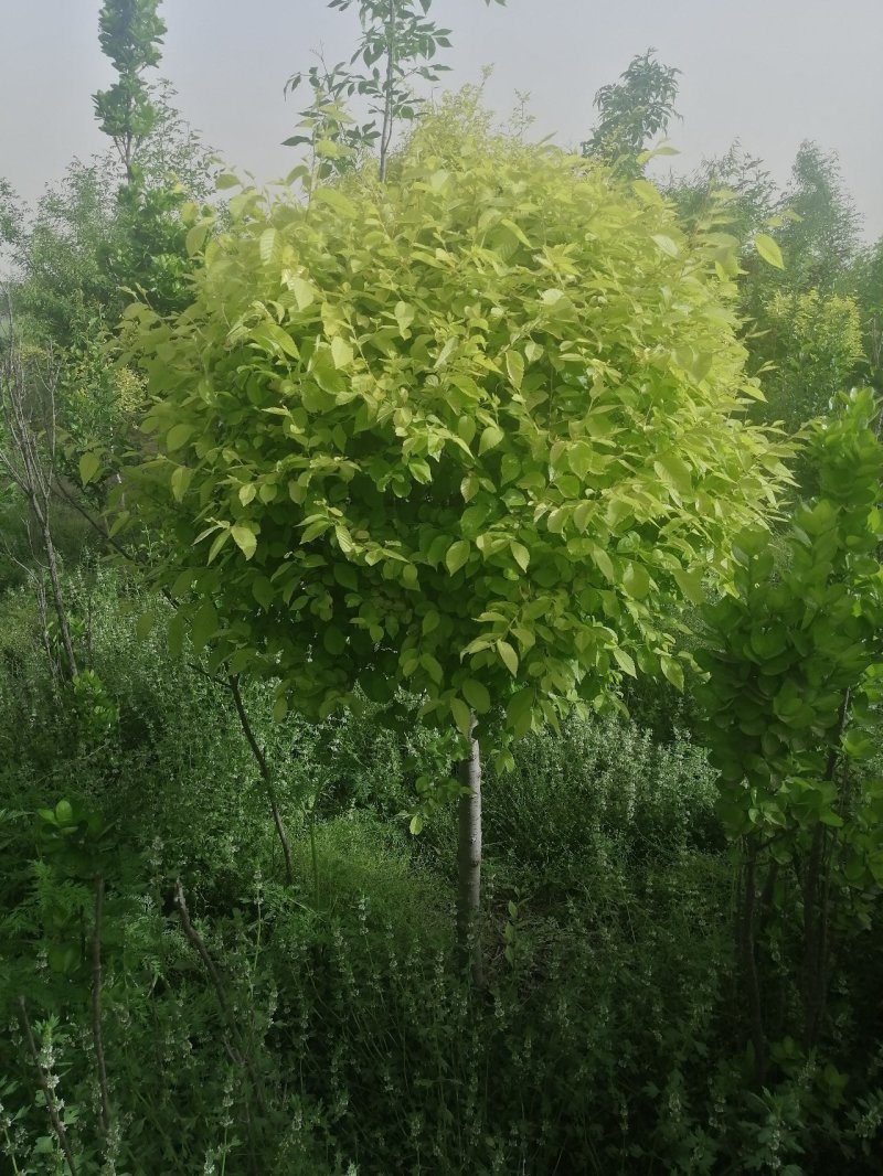 金叶榆球矮杆金叶榆球可以看货产地直销
