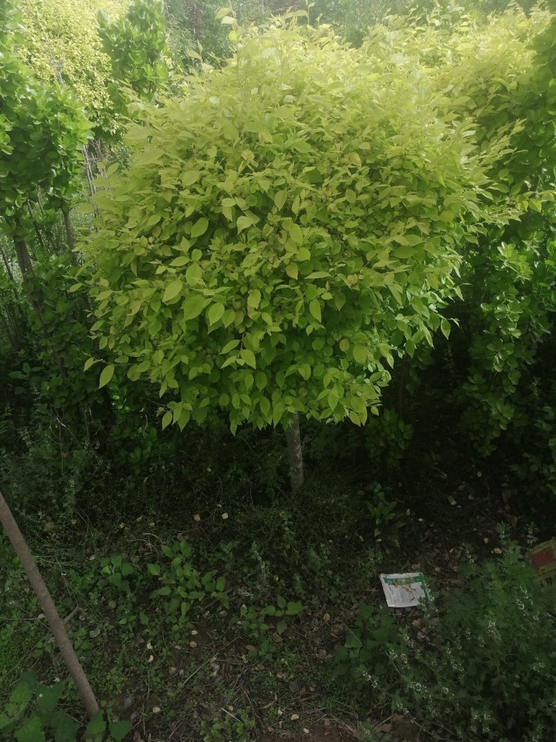 金叶榆球矮杆金叶榆球可以看货产地直销