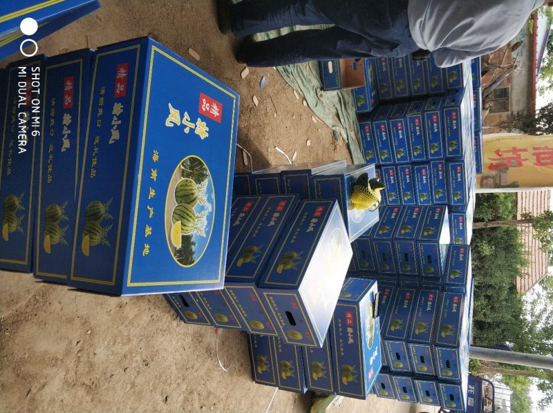 大棚种植精品特小凤西瓜皮薄多汁现摘现发大量上市中