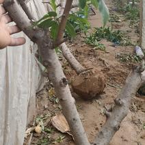 建园占地桃树能起土球成活率保证
