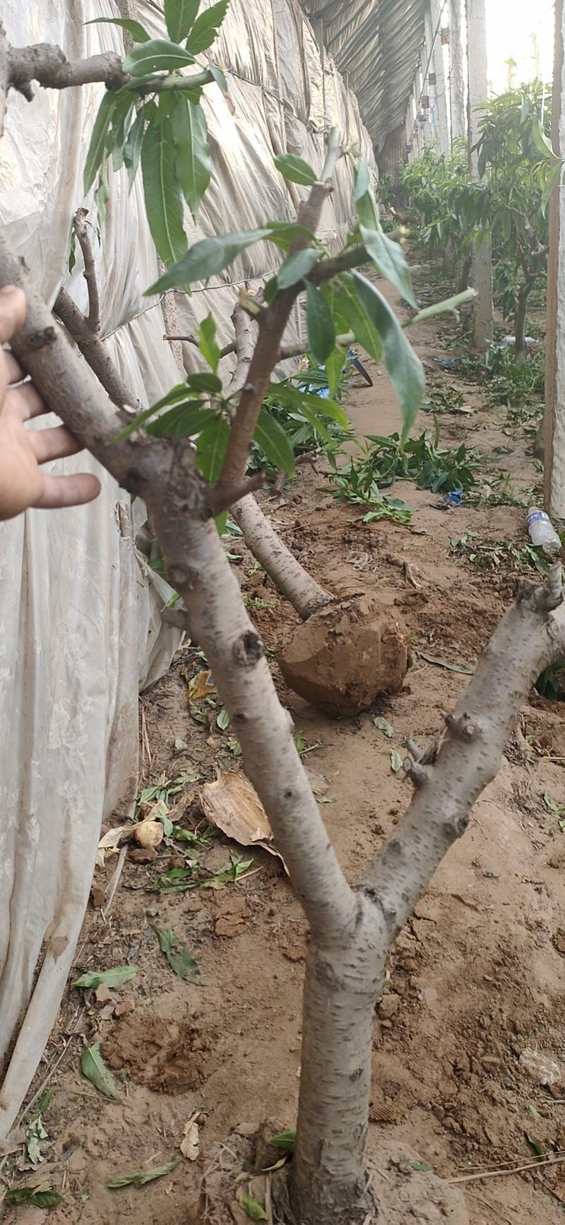 建园占地桃树能起土球成活率保证