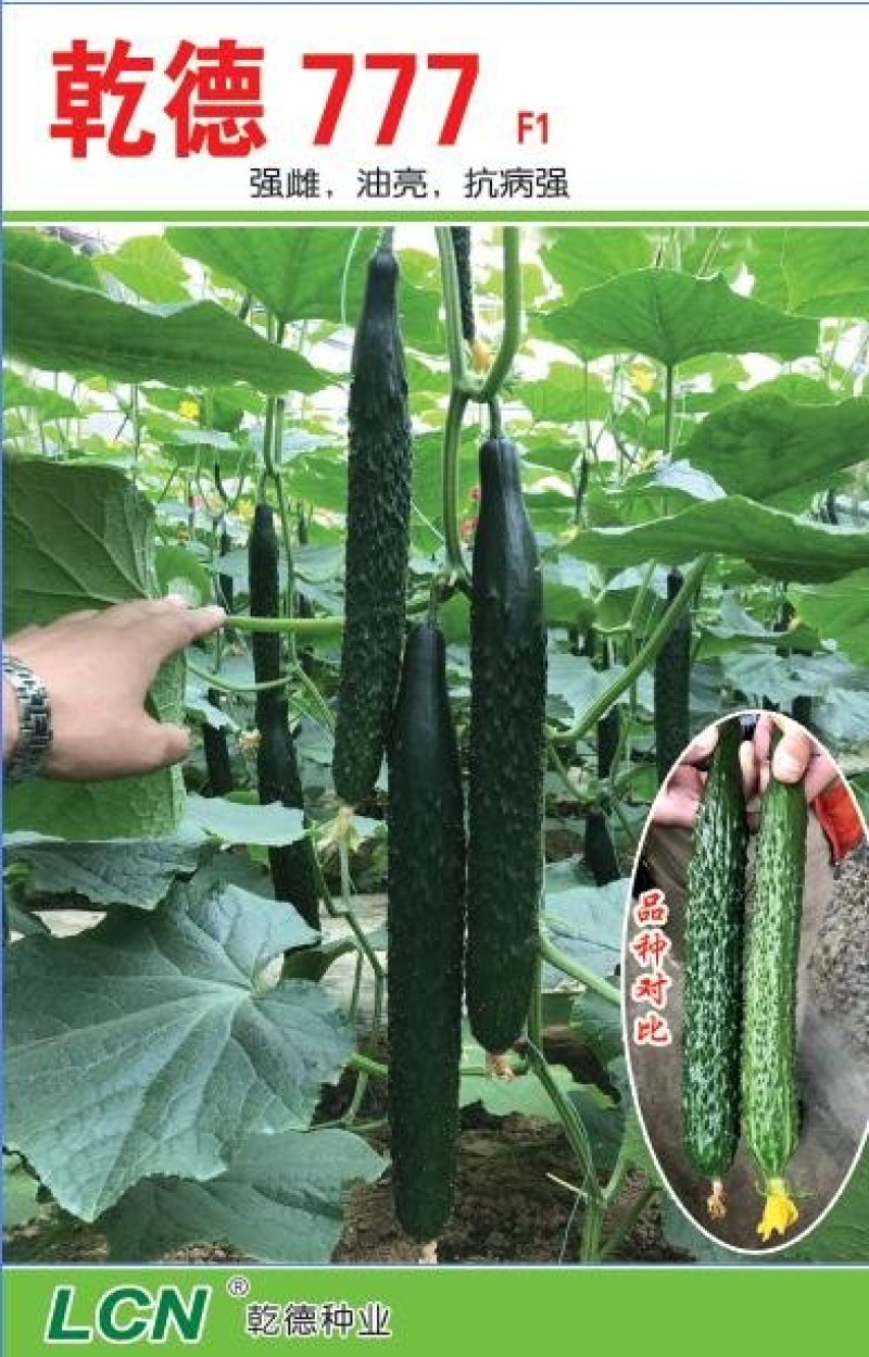 乾德777强雌油亮黄瓜1000粒/袋抗白粉蹿头快