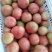硬粉西红柿山东莘县精品蔬菜番茄大量上市中