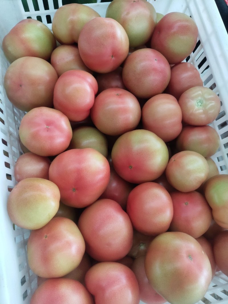 硬粉西红柿山东莘县精品蔬菜番茄大量上市中