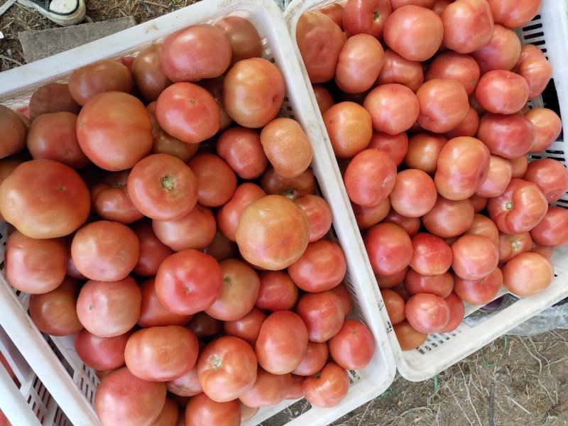 硬粉西红柿山东莘县精品蔬菜番茄大量上市中