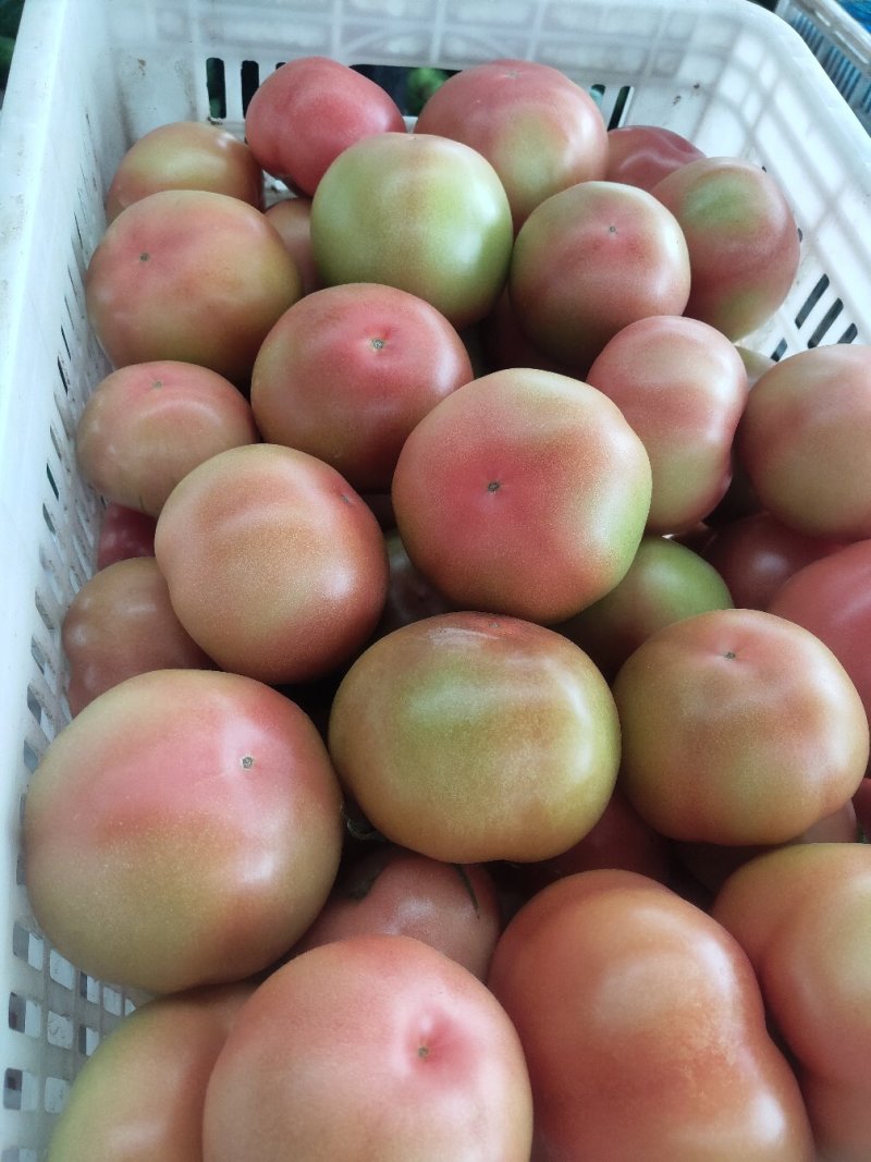硬粉西红柿山东莘县精品蔬菜番茄大量上市中