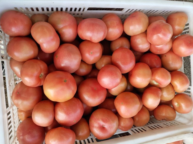 硬粉西红柿山东莘县精品蔬菜番茄大量上市中