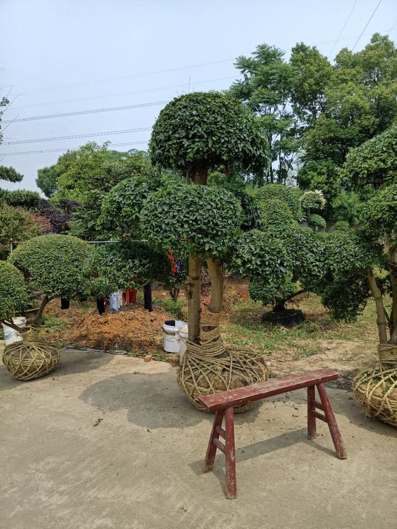 小叶女贞