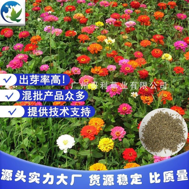 厂家批发直供仓库发货景区道路边坡绿化花海百日草花卉种子