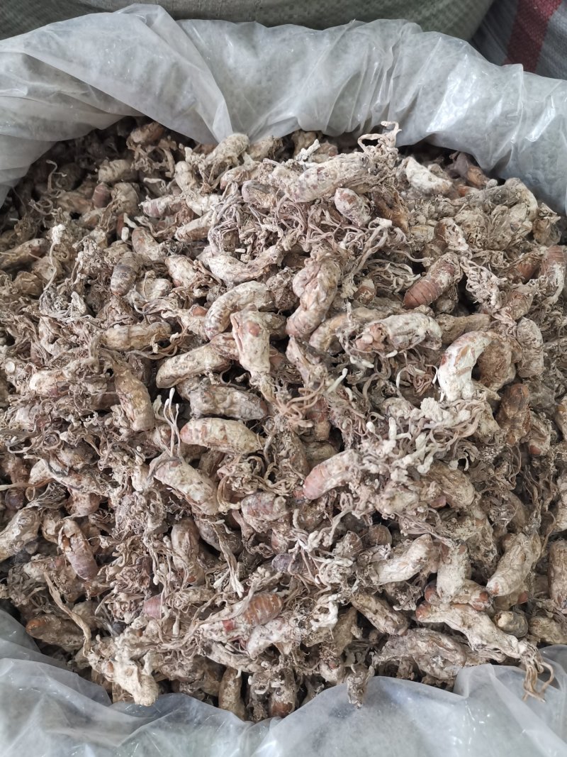 金蝉花新货无硫无杂质净货产地直销品质保证