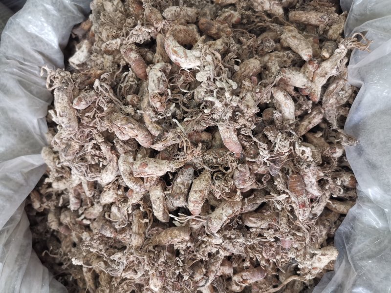 金蝉花新货无硫无杂质净货产地直销品质保证
