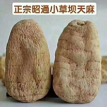 昭通天麻