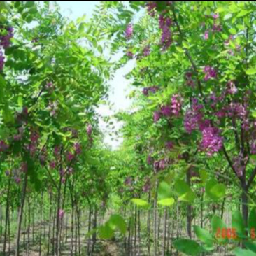 香花槐